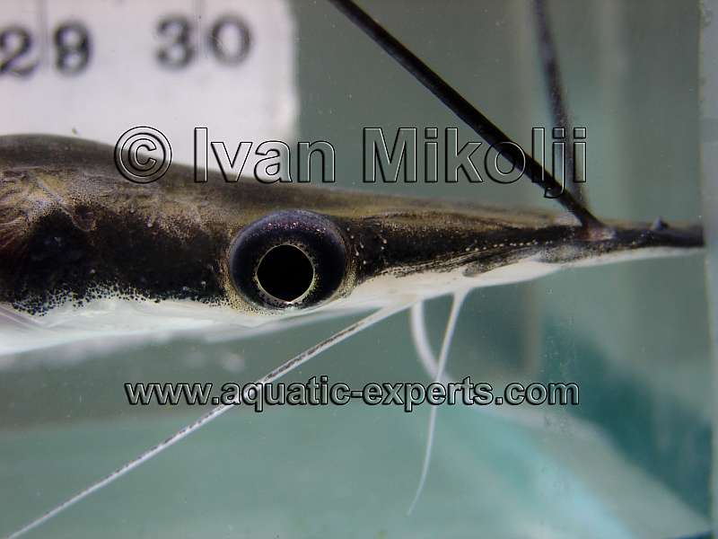 rare catfish